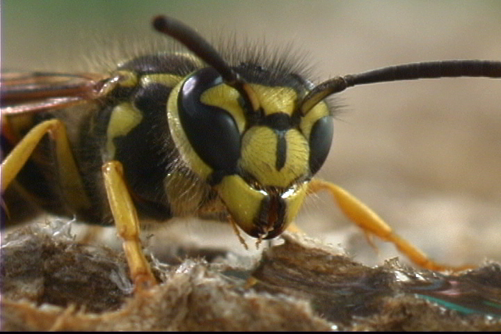 Southern Yellowjacket